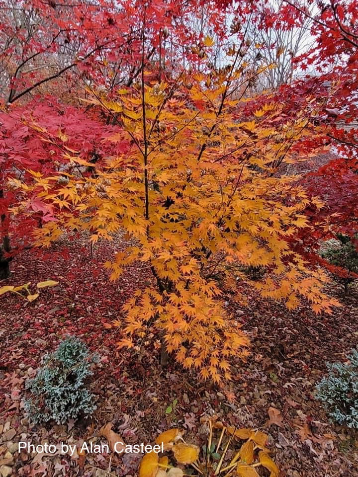 - Acer palmatum 'Yellow Bird' Japanese Maple - Mr Maple │ Buy Japanese Maple Trees