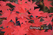 - Acer palmatum 'Yellow Bird' Japanese Maple - Mr Maple │ Buy Japanese Maple Trees