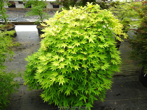 Acer palmatum 'Yellow Cascade' Weeping Golden Japanese Maple - Mr Maple │ Buy Japanese Maple Trees