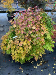 - Acer palmatum 'Yellow Cascade' Weeping Golden Japanese Maple - Mr Maple │ Buy Japanese Maple Trees