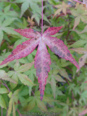 - Acer palmatum 'Yellow Cascade' Weeping Golden Japanese Maple - Mr Maple │ Buy Japanese Maple Trees