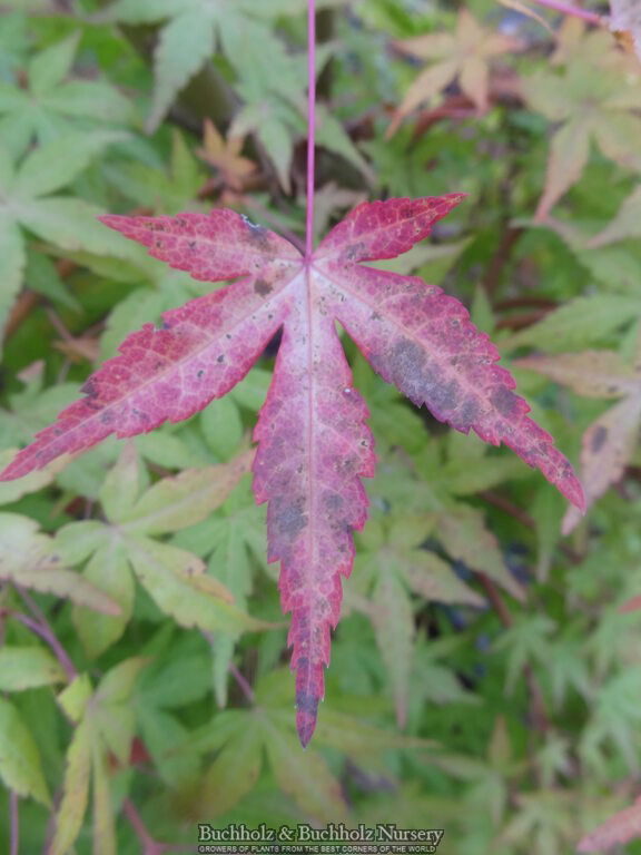 - Acer palmatum 'Yellow Cascade' Weeping Golden Japanese Maple - Mr Maple │ Buy Japanese Maple Trees