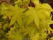 - Acer palmatum 'Yellow Cascade' Weeping Golden Japanese Maple - Mr Maple │ Buy Japanese Maple Trees