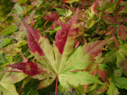 - Acer palmatum 'Yellow Cascade' Weeping Golden Japanese Maple - Mr Maple │ Buy Japanese Maple Trees
