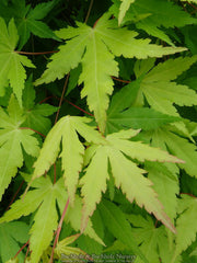 - Acer palmatum 'Yellow Cascade' Weeping Golden Japanese Maple - Mr Maple │ Buy Japanese Maple Trees