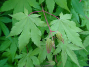 - Acer palmatum 'Yellow Cascade' Weeping Golden Japanese Maple - Mr Maple │ Buy Japanese Maple Trees