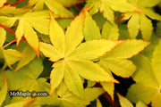 - Acer palmatum 'Yellow Cascade' Weeping Golden Japanese Maple - Mr Maple │ Buy Japanese Maple Trees