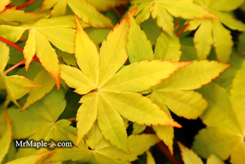 - Acer palmatum 'Yellow Cascade' Weeping Golden Japanese Maple - Mr Maple │ Buy Japanese Maple Trees