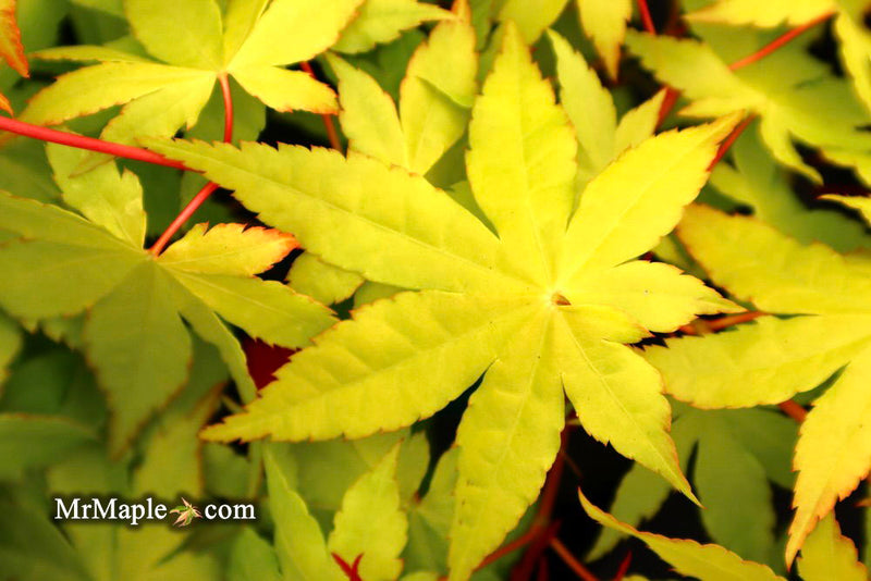 - Acer palmatum 'Yellow Cascade' Weeping Golden Japanese Maple - Mr Maple │ Buy Japanese Maple Trees