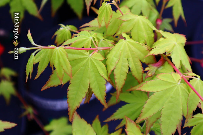 - Acer palmatum 'Yellow Cascade' Weeping Golden Japanese Maple - Mr Maple │ Buy Japanese Maple Trees