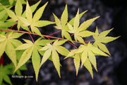 - Acer palmatum 'Yellow Cascade' Weeping Golden Japanese Maple - Mr Maple │ Buy Japanese Maple Trees