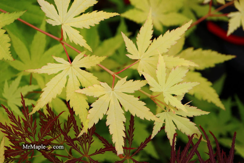 - Acer palmatum 'Yellow Cascade' Weeping Golden Japanese Maple - Mr Maple │ Buy Japanese Maple Trees