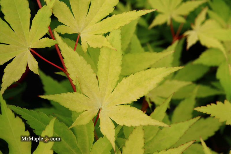 - Acer palmatum 'Yellow Cascade' Weeping Golden Japanese Maple - Mr Maple │ Buy Japanese Maple Trees