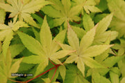 - Acer palmatum 'Yellow Cascade' Weeping Golden Japanese Maple - Mr Maple │ Buy Japanese Maple Trees