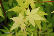 - Acer palmatum 'Yellow Cascade' Weeping Golden Japanese Maple - Mr Maple │ Buy Japanese Maple Trees
