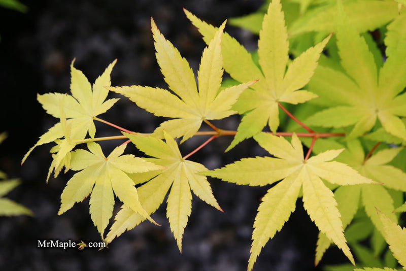 - Acer palmatum 'Yellow Cascade' Weeping Golden Japanese Maple - Mr Maple │ Buy Japanese Maple Trees
