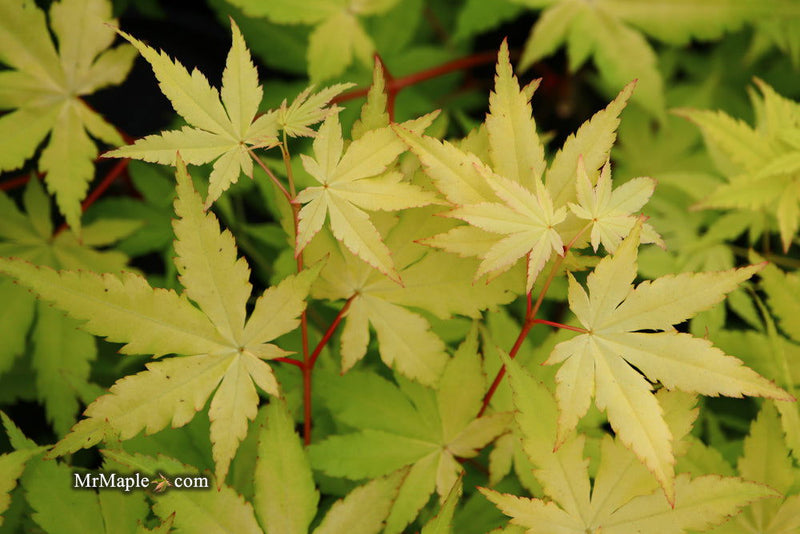 - Acer palmatum 'Yellow Cascade' Weeping Golden Japanese Maple - Mr Maple │ Buy Japanese Maple Trees