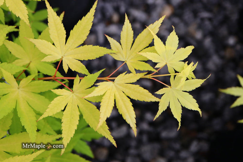 - Acer palmatum 'Yellow Cascade' Weeping Golden Japanese Maple - Mr Maple │ Buy Japanese Maple Trees