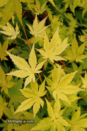 - Acer palmatum 'Yellow Cascade' Weeping Golden Japanese Maple - Mr Maple │ Buy Japanese Maple Trees