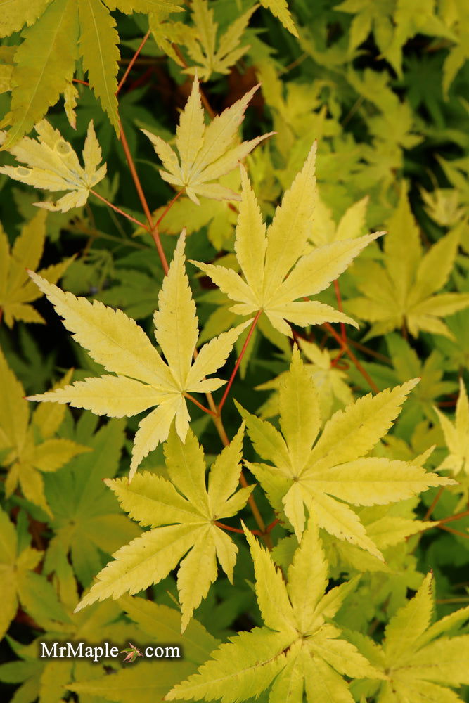 - Acer palmatum 'Yellow Cascade' Weeping Golden Japanese Maple - Mr Maple │ Buy Japanese Maple Trees
