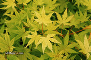 - Acer palmatum 'Yellow Cascade' Weeping Golden Japanese Maple - Mr Maple │ Buy Japanese Maple Trees