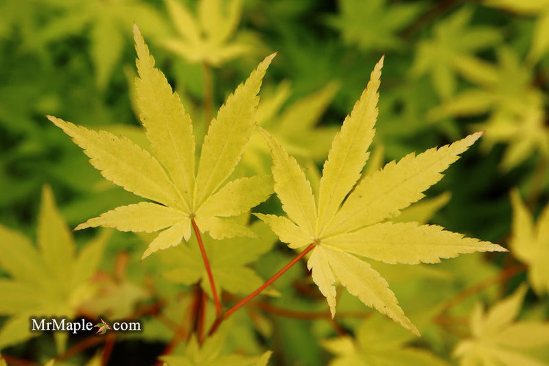 - Acer palmatum 'Yellow Cascade' Weeping Golden Japanese Maple - Mr Maple │ Buy Japanese Maple Trees