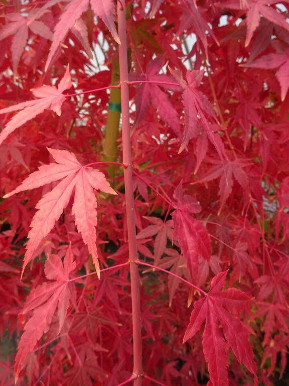 - Acer palmatum 'Yellow Cascade' Weeping Golden Japanese Maple - Mr Maple │ Buy Japanese Maple Trees