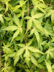 - Acer palmatum 'Yellow Cascade' Weeping Golden Japanese Maple - Mr Maple │ Buy Japanese Maple Trees