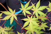 - Acer palmatum 'Yellow Submarine' Japanese Maple - Mr Maple │ Buy Japanese Maple Trees