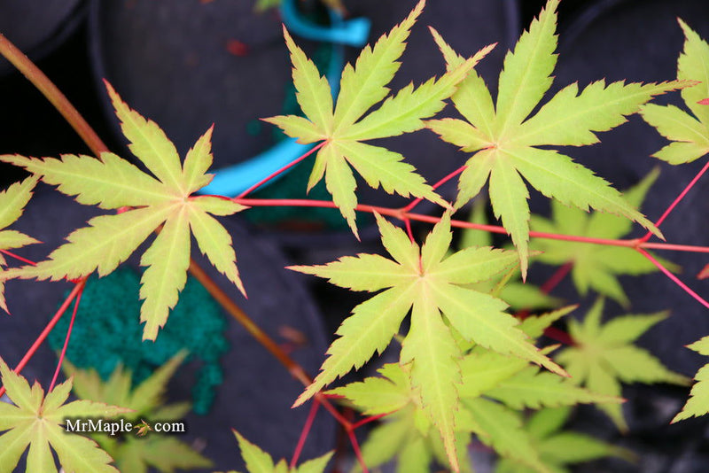 - Acer palmatum 'Yellow Submarine' Japanese Maple - Mr Maple │ Buy Japanese Maple Trees