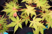 - Acer palmatum 'Yellow Submarine' Japanese Maple - Mr Maple │ Buy Japanese Maple Trees