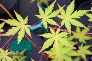 - Acer palmatum 'Yellow Submarine' Japanese Maple - Mr Maple │ Buy Japanese Maple Trees