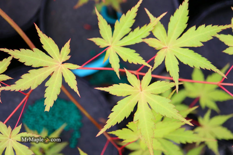 - Acer palmatum 'Yellow Submarine' Japanese Maple - Mr Maple │ Buy Japanese Maple Trees