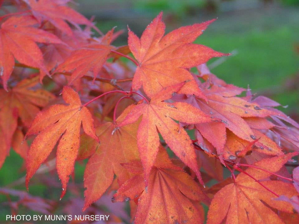 Buy Acer palmatum 'Yezo nishiki' Japanese Maple — Mr Maple │ Buy
