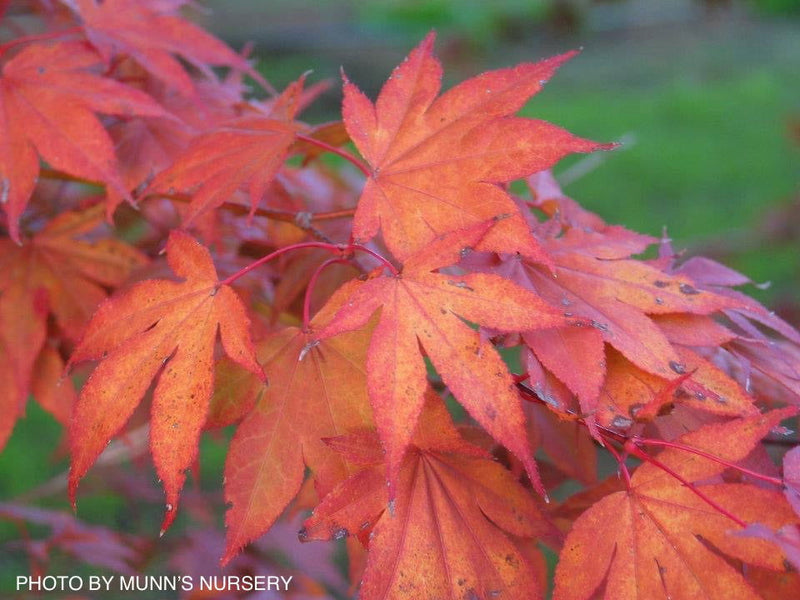 - Acer palmatum 'Yezo nishiki’ Japanese Maple - Mr Maple │ Buy Japanese Maple Trees