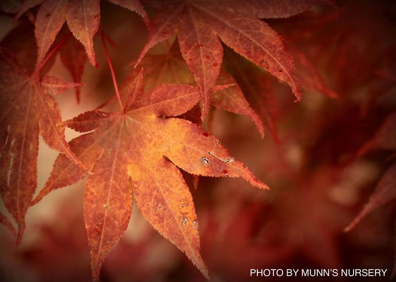- Acer palmatum 'Yezo nishiki’ Japanese Maple - Mr Maple │ Buy Japanese Maple Trees