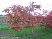 - Acer palmatum 'Yezo nishiki’ Japanese Maple - Mr Maple │ Buy Japanese Maple Trees