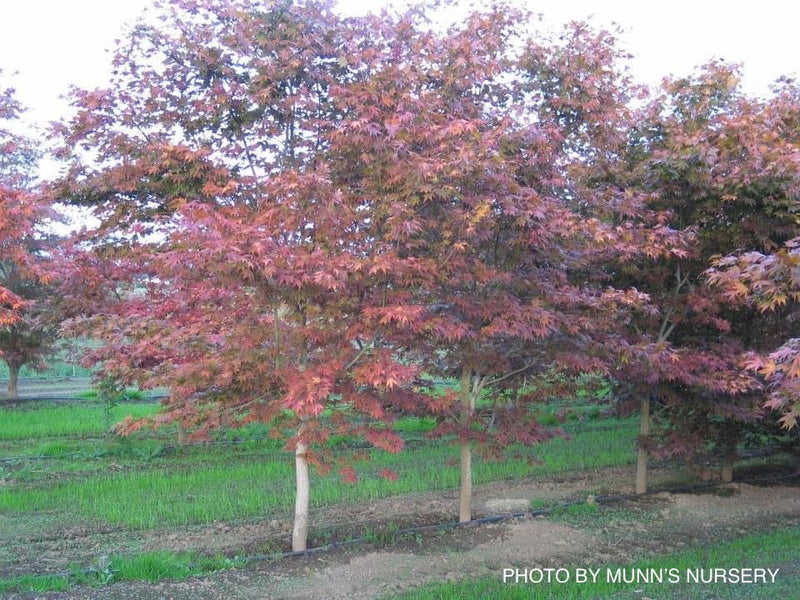 - Acer palmatum 'Yezo nishiki’ Japanese Maple - Mr Maple │ Buy Japanese Maple Trees