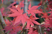 - Acer palmatum 'Yezo nishiki’ Japanese Maple - Mr Maple │ Buy Japanese Maple Trees