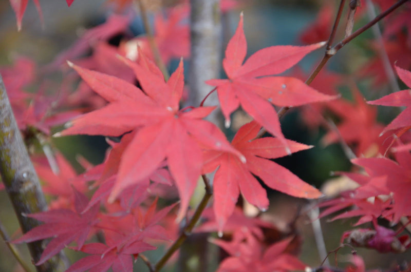 - Acer palmatum 'Yezo nishiki’ Japanese Maple - Mr Maple │ Buy Japanese Maple Trees