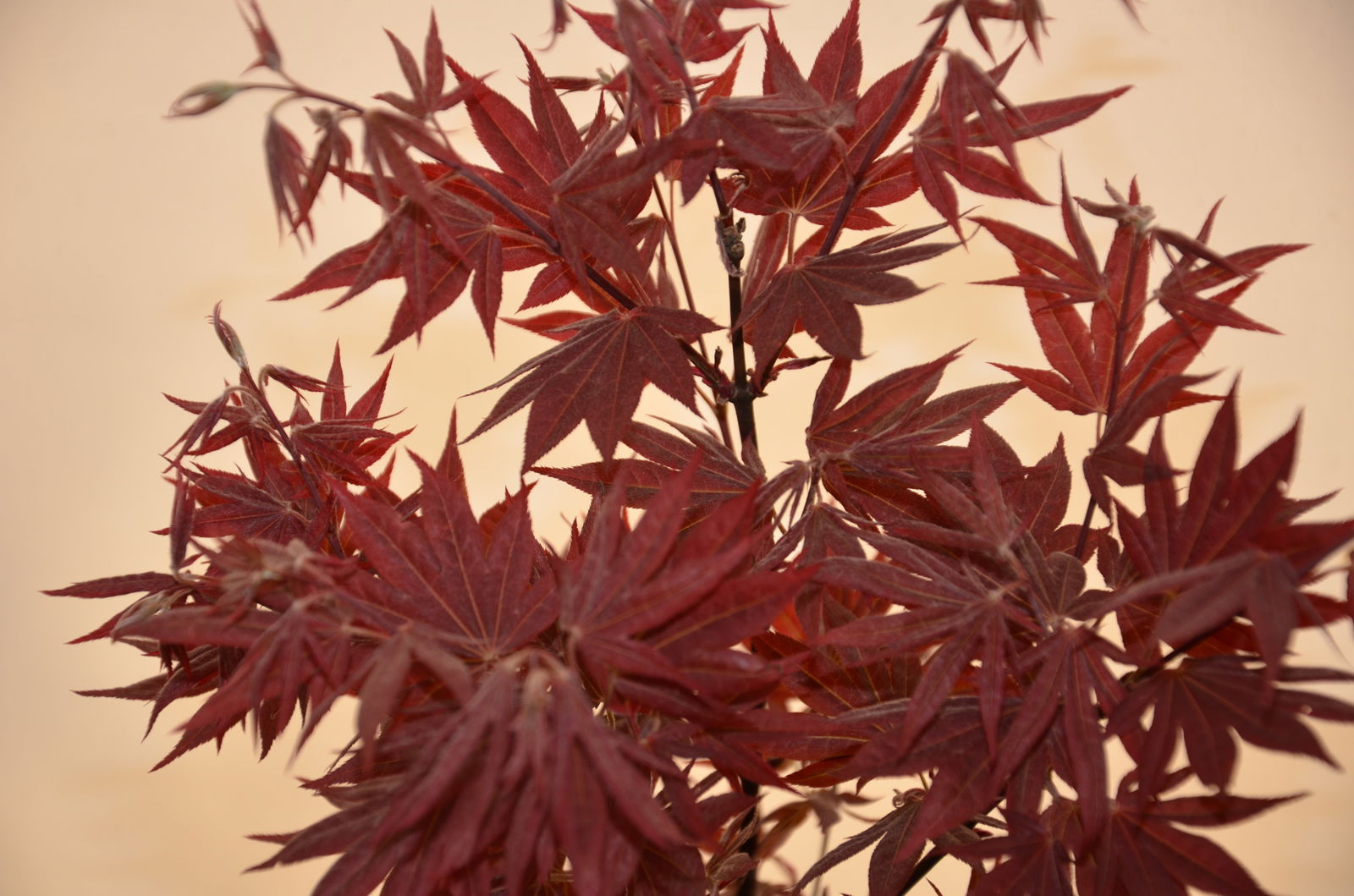 Buy Acer palmatum 'Yezo nishiki' Japanese Maple — Mr Maple │ Buy