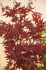 - Acer palmatum 'Yezo nishiki’ Japanese Maple - Mr Maple │ Buy Japanese Maple Trees