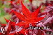 - Acer palmatum 'Yubae' Red Japanese Maple - Mr Maple │ Buy Japanese Maple Trees
