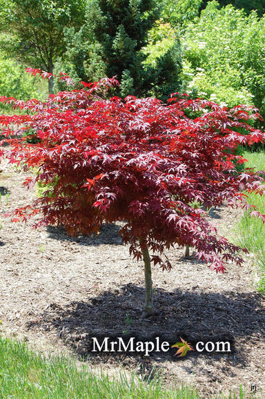 - Acer palmatum 'Yubae' Red Japanese Maple - Mr Maple │ Buy Japanese Maple Trees