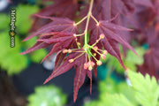 - Acer palmatum 'Yubae' Red Japanese Maple - Mr Maple │ Buy Japanese Maple Trees