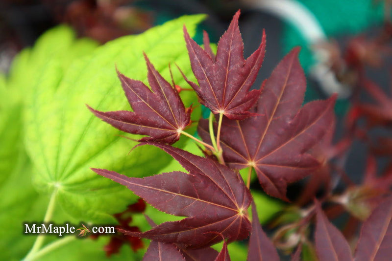- Acer palmatum 'Yubae' Red Japanese Maple - Mr Maple │ Buy Japanese Maple Trees
