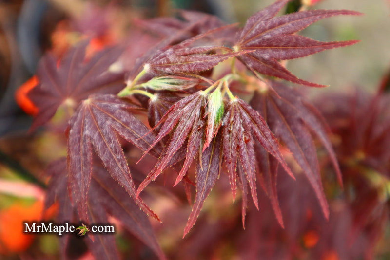 - Acer palmatum 'Yubae' Red Japanese Maple - Mr Maple │ Buy Japanese Maple Trees