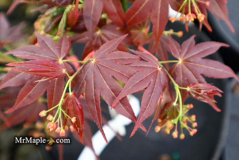 - Acer palmatum 'Yubae' Red Japanese Maple - Mr Maple │ Buy Japanese Maple Trees
