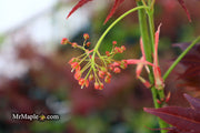 - Acer palmatum 'Yubae' Red Japanese Maple - Mr Maple │ Buy Japanese Maple Trees