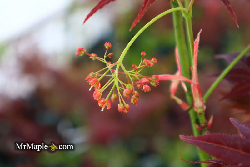 - Acer palmatum 'Yubae' Red Japanese Maple - Mr Maple │ Buy Japanese Maple Trees